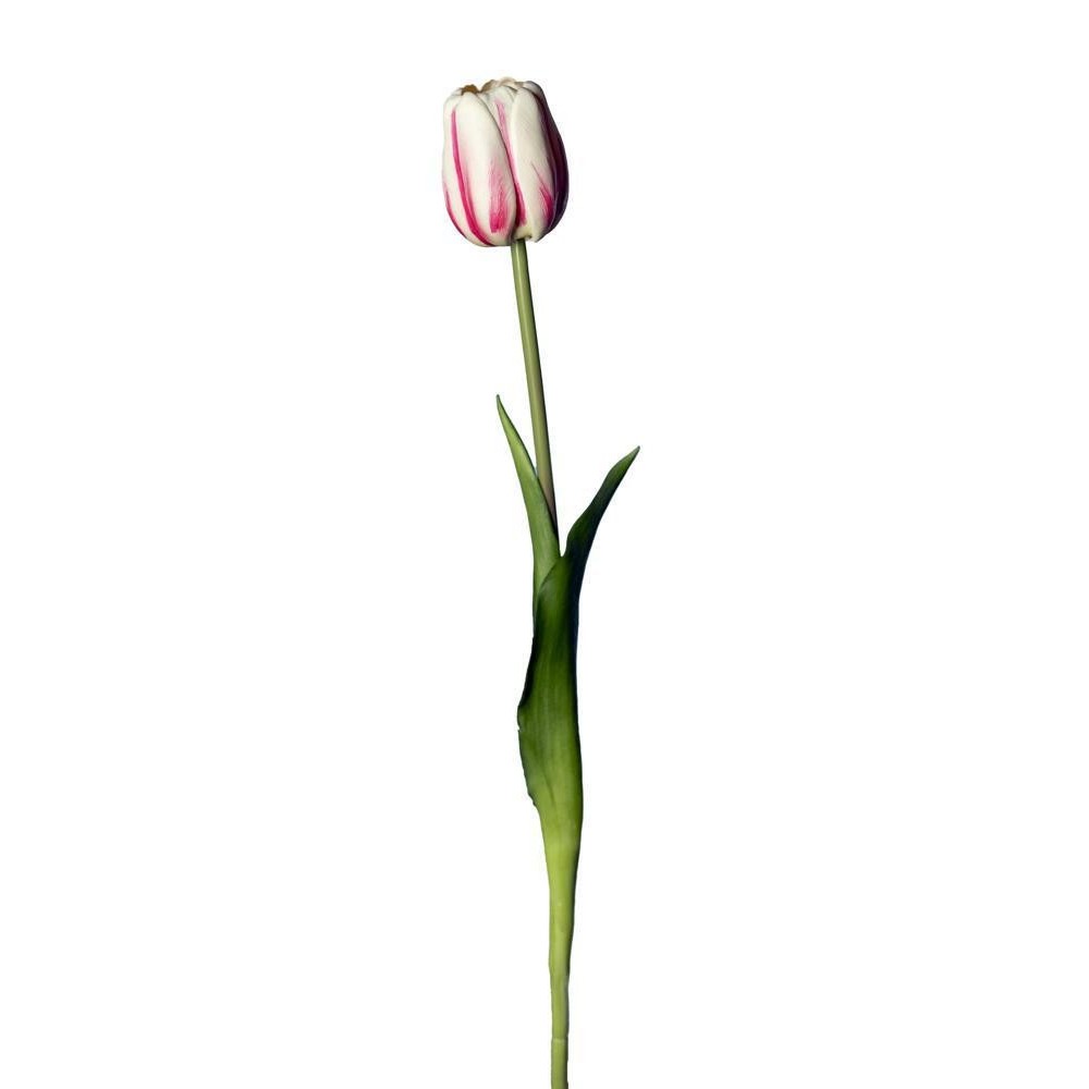 TULIPANO SINGOLO REAL TOUCH CREAM PINK